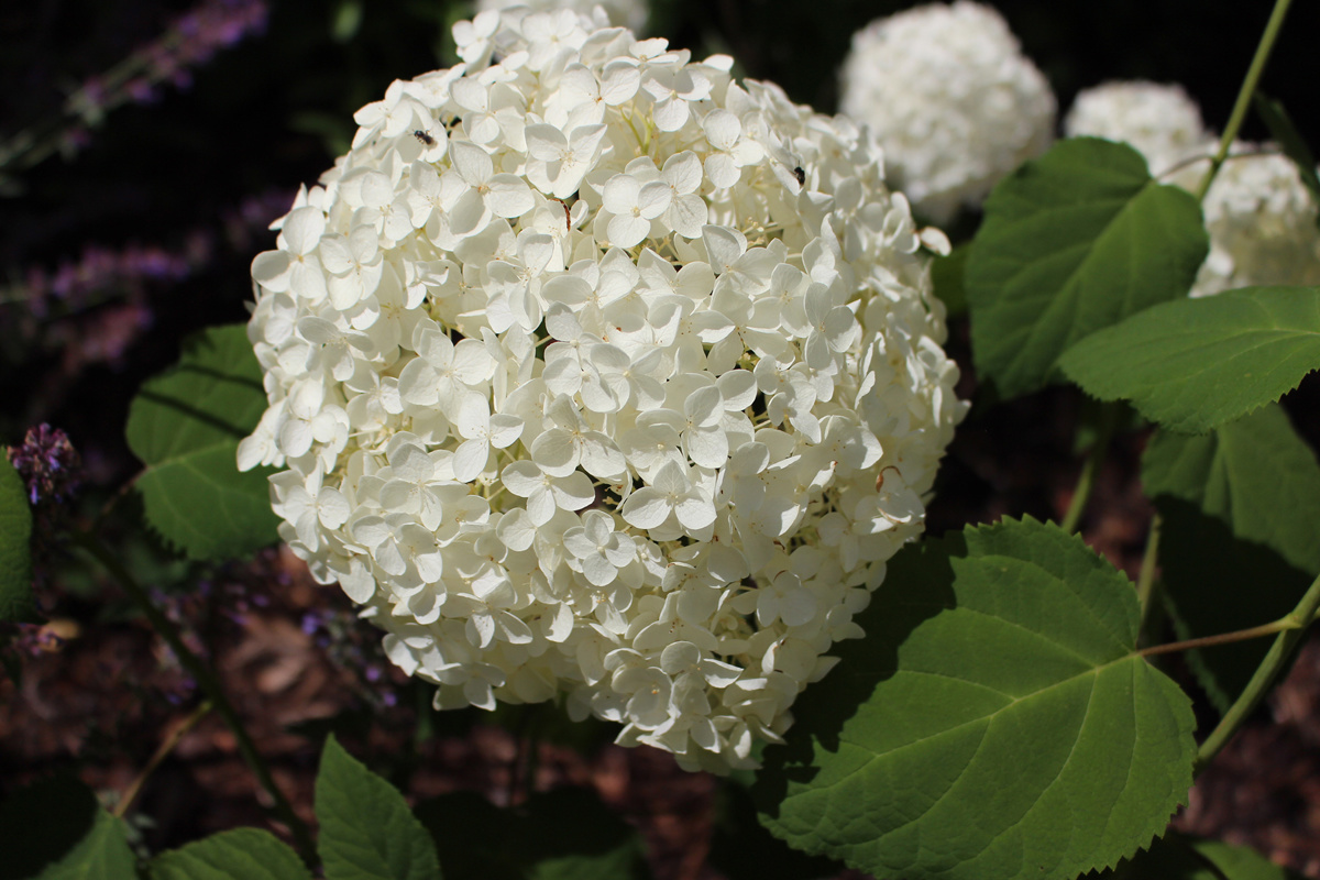 Hydrangea arborescens Annabelle (3) .jpg